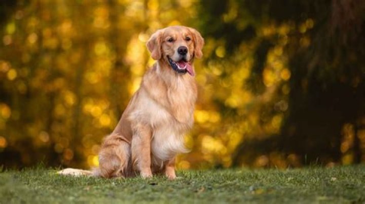 Big Yellow Dog Music Signs Songwriter & Producer BSAMZ (Brandon Sammons) To Client Roster